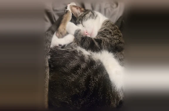 Chat perdu, Nantes, photo: Perdu chat, Route de Saint-Joseph, 504, Nantes — femelle blanche et tigrée