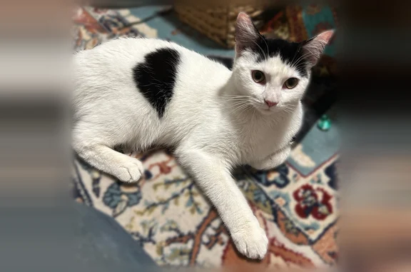 Found pets Boston, photo: Found cat, McGreevey Way, 10A, Boston - male, white with black heart-shaped markings