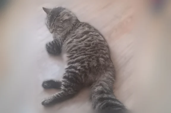Lost cat, Maplewood Avenue, 222, Columbus - male, gray and white long-haired cat with black feet - photo