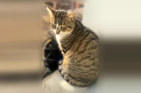 Chat perdu mâle, Rue Maurice Blondel, Dijon - blanc tigré gris - photo