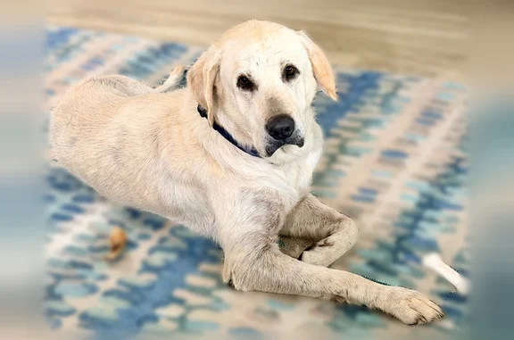 Lost and found pets Fairhope, photo: Found dog, High Ridge Road, 22783, Fairhope - no collar