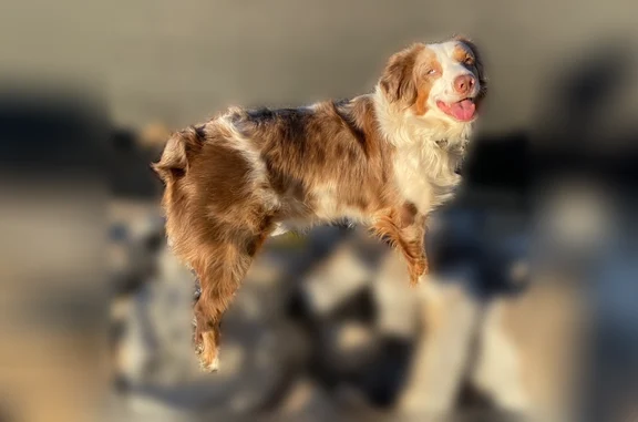 Lost dog, Brook Drive, 24938, Madera - female - photo