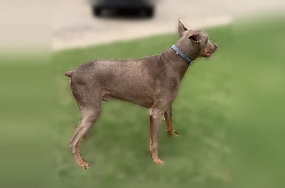Lost dog, Walnut Hill Lane, 2661, Dallas - brown male - photo