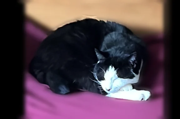 Lost cat, Southwest 13th Court, 1933, Gresham - female, black and white fur - photo