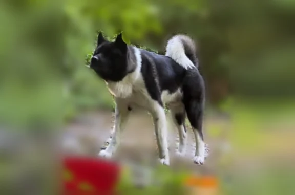 Animaux trouvés Escaudain, photo: Trouvé chien, Escaudain - noir et blanc, très peureux