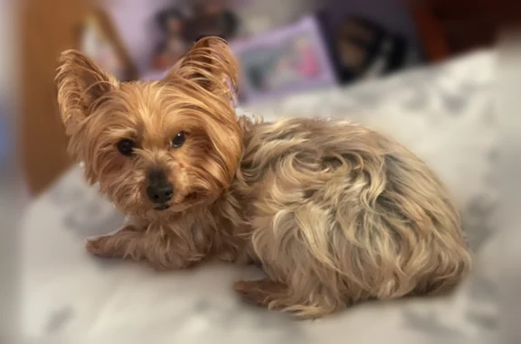Lost dog, Pintail Creek Drive, 4560, Canal Winchester - male - photo