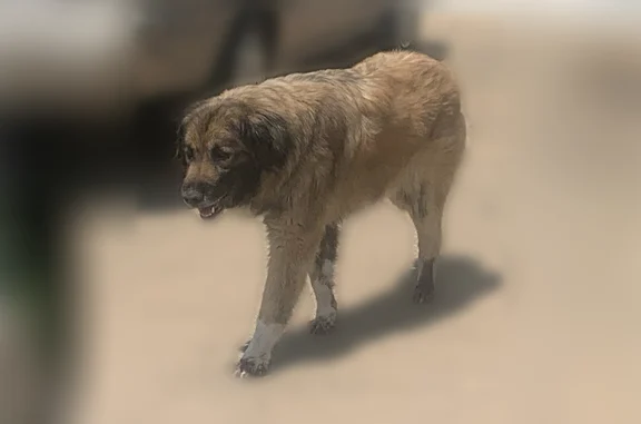 Found pets Secaucus, photo: Found dog, Del Rancho Drive, Irving, Secaucus - large, brown and black, kind of lame