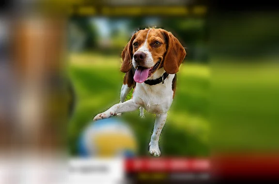 Lost dog, Clearview Drive, Elizabethtown, Orlando - photo