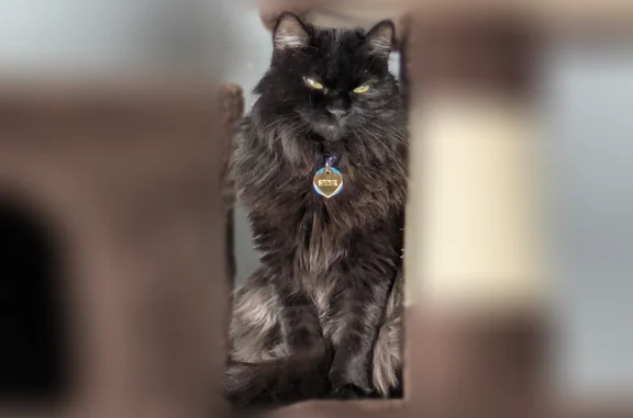 Lost cat, Sumner Street, 686, Akron - male, small black domestic longhair - photo