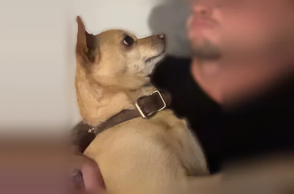 Lost dog, Nightingale Drive, 4810, Colorado Springs - male, brown spiked collar - photo