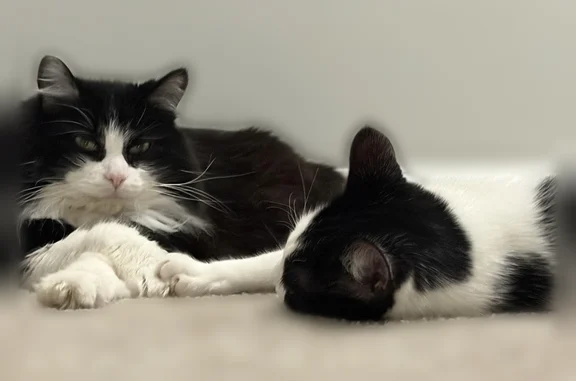 Lost pets Chapel Hill, photo: Lost male cat, Booker Creek Road, 2525, Chapel Hill - black and white, 13 years old