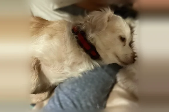 Missing dog Delhi, photo: Lost dog, Sycamore Street, 9085, Delhi - female
