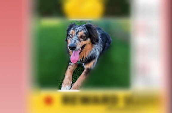 Lost dog, East 4th Street, 551, Los Angeles - male Australian Shepherd - photo