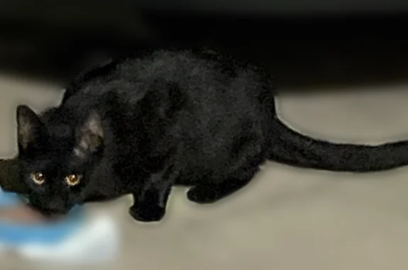 Lost pets Austin, photo: Lost cat, Lamplight Village Avenue, 12603, Austin - male community cat