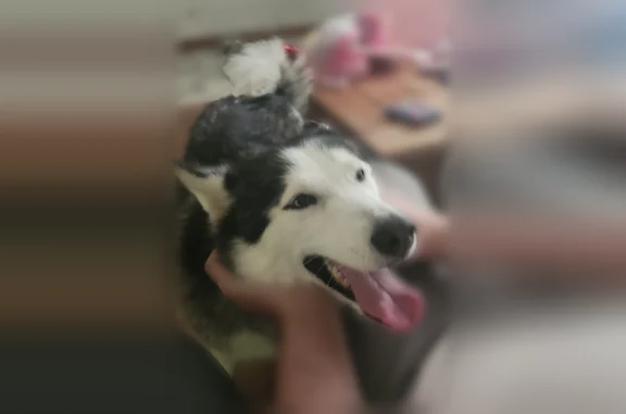 Found dog Overland Park, photo: Found dog, West 86th Street, Overland Park - female husky