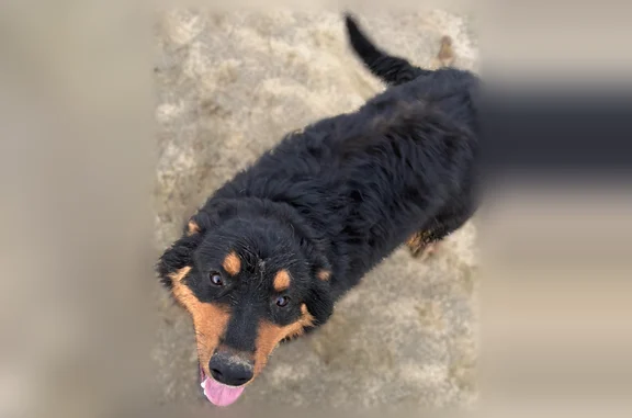 Lost pets Shingle Springs, photo: Lost dog, Tipton, California, Shingle Springs — male, Rottweiler-like face
