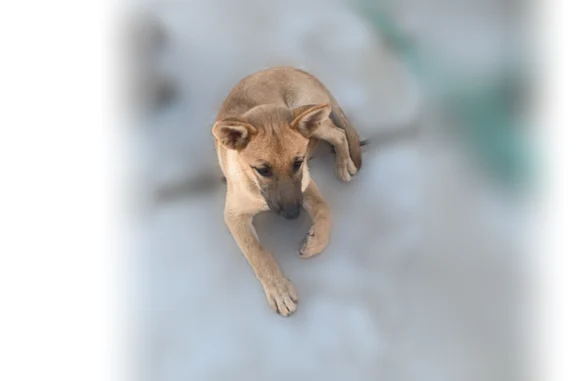 Lost pets Shingle Springs, photo: Lost dog, Tipton, California, Shingle Springs - female, friendly tan German shepherd mix