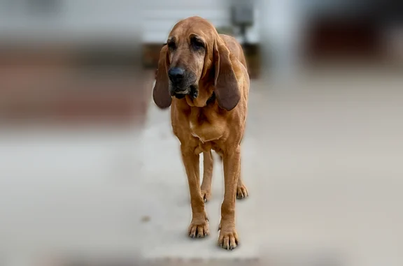 Lost dog, South Southerland Street, Mount Olive, Fayetteville - female bloodhound, deaf - photo