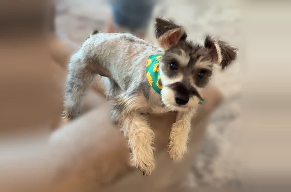 Missing dog West Livingston, photo: Lost dog, West Livingston, Texas - female schnauzer with a hot pink collar