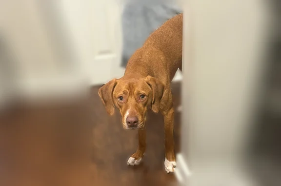 Light brown hound mix with a white chest and white tipped tail. Response to Bemo and Mr sir