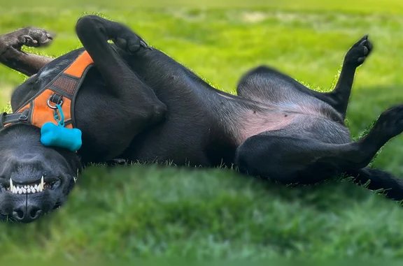 Lost dog, Rattlesnake Pike, 759, Julian, Philadelphia - female, fully black, around 100 lbs - photo