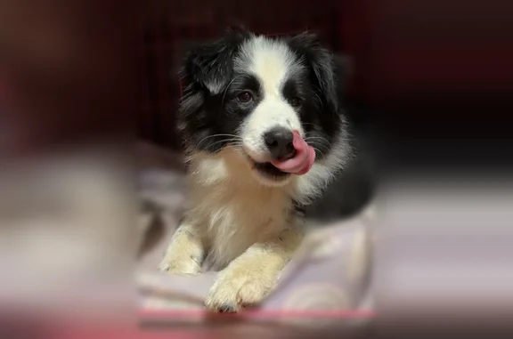 Lost dog, Buffalo Road, 2310, Sandy Ridge, Walnut Cove - female, black and white - photo