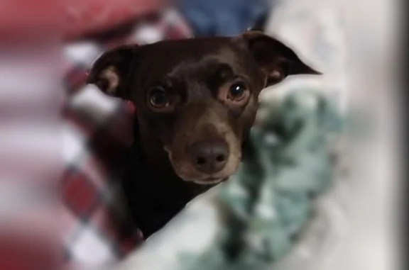 Lost dog, Perks Drive, 1655, Winston-Salem - male, limping, almost blind - photo