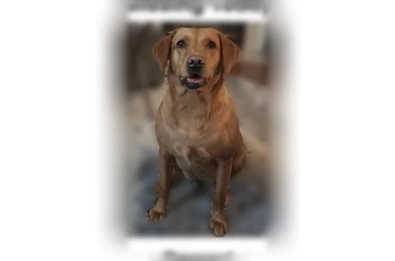 Lost dog, Fairwoods Lane, LaGrange - female, electric fence collar - photo