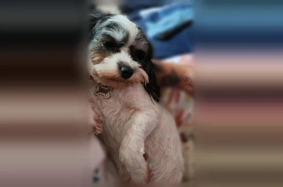Lost dog, Lindley Avenue, Los Angeles - female with a pink Minnie Mouse collar - photo