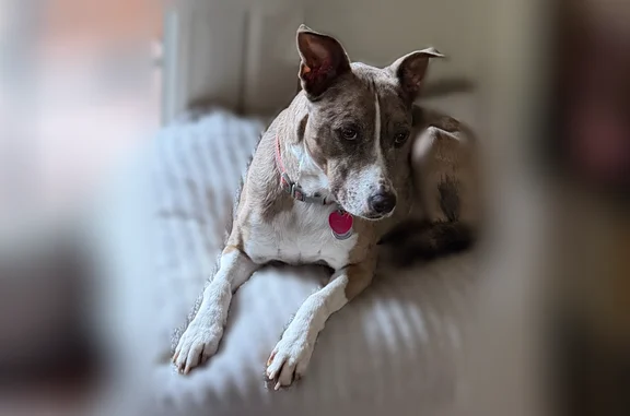 Lost dog, Wake Forrest Drive, 302, San Antonio - female Catahoula - photo