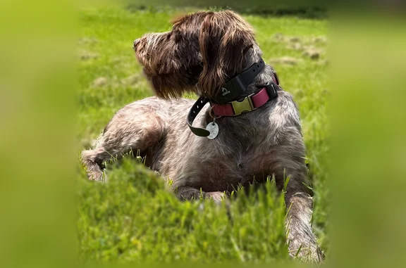 Lost dog, Ava, New York - female - photo