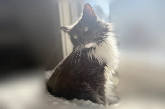 Lost cat, Littlefield Road, 86, Lisbon, Chicago - female, gray and white, long-haired, tailless - photo