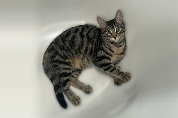 Lost cat, North 19th Avenue, 1300, Melrose Park, Morton Grove - male, black collar with a golden bell and moon crescent - photo