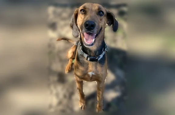 Lost dog, Kelson Road, 321, Pensacola - male - photo