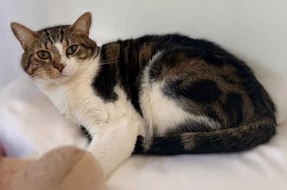 Lost cat, Alabama Avenue, 7472, Los Angeles - male, very friendly - photo