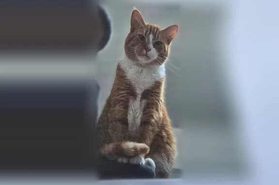 Lost cat, South Springfield Avenue, 2507, Chicago - male, orange and white, 3 years old - photo