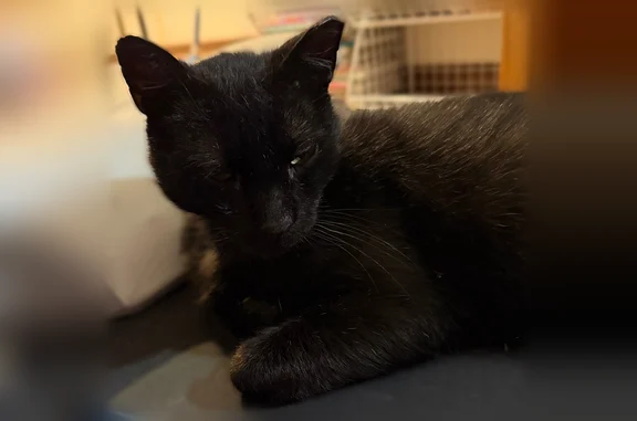 Lost cat, Knapp Road, 145, Lansdale, Washington - male, black, very friendly - photo