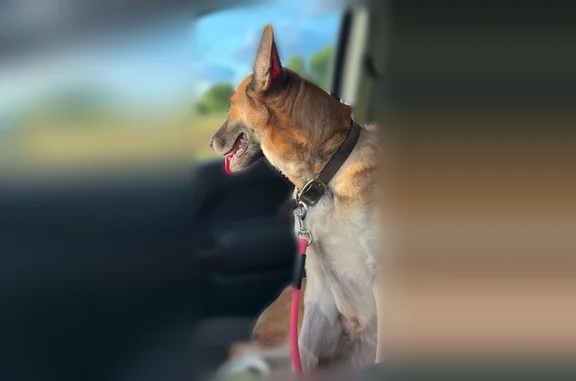 Lost dog, Candler Drive, 1650, Burleson - female, brown leather collar - photo