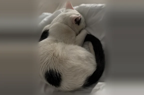 Animaux perdus Saint-Priest, photo: Chat perdu mâle, Rue Anatole France, 23bis, Saint-Priest - blanche avec 3 taches noires