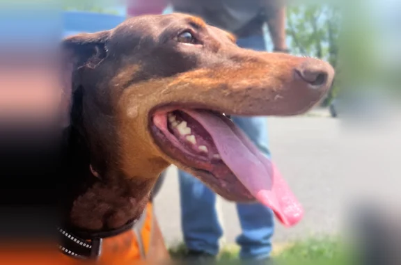 Bebe is a 10 yr old Doberman with a brown coat