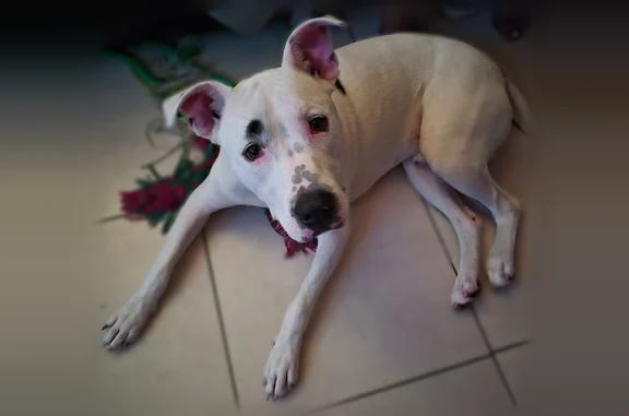 Missing dog Male, Tampa (usl538173) - photo