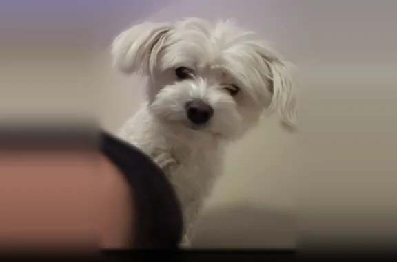 Lost dog, Walnut Hill Lane, Dallas - white, small, male - photo