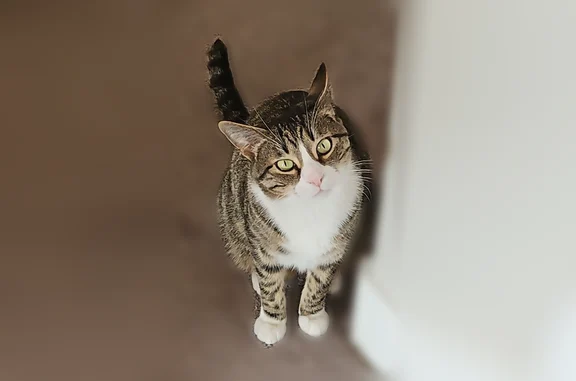 Lost cat, North Cottonwood Alley, 8621, Eagle Mountain, Salt Lake City - male tabby with white mask, belly, and socks - photo