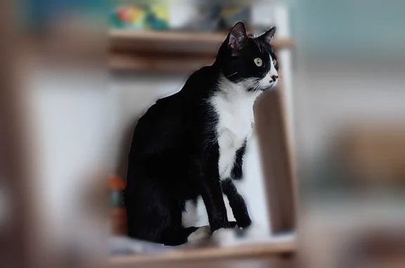 Animaux perdus Lyon, photo: Chat perdu, Lyon - mâle noir et blanc