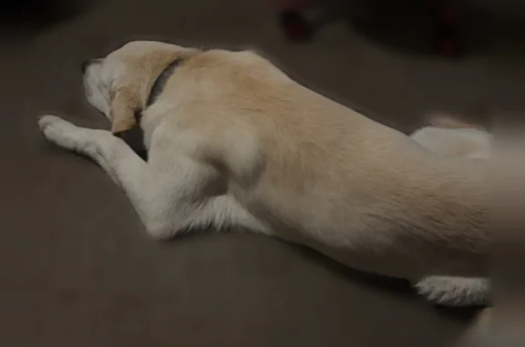 Lost dog, Kling Valley Drive, 9802, Arlington - off-white - photo