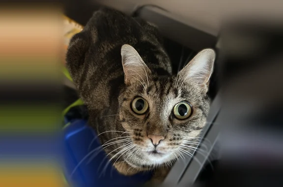 Animaux perdus Paris, photo: Chat perdu, Place Georges Dumezil, Eybens, Paris — femelle
