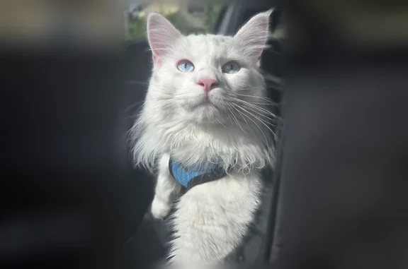 Animaux perdus Aulnay-sous-Bois, photo: Perdu chat mâle, Impasse de Freinville, 8, Aulnay-sous-Bois - Maine Coon blanc aux yeux bleus