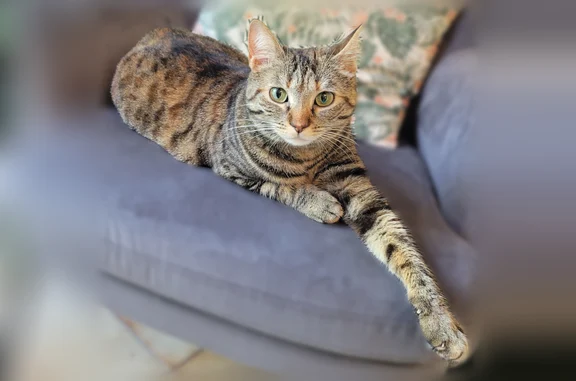 Animaux perdus Marseille, photo: Chat perdu, Allée du Gymnase, 18, Gardanne, Marseille - femelle tigrée noir et grise