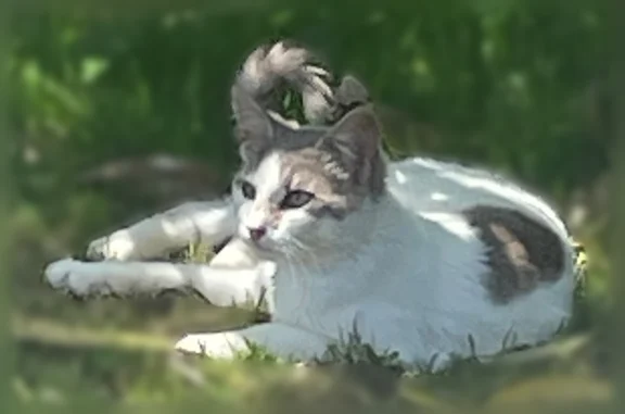 Animaux trouvés Duhort-Bachen, photo: Chat trouvé, mâle, Chemin de Yambert, 95, Classun, Paris - très câlin