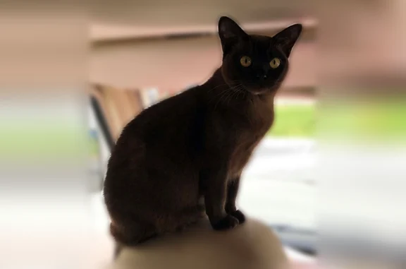 Chat perdu, Roquemaure, photo: Perdu chat femelle, Aire de Roquemaure Sud (A9), Roquemaure - chatte Burmese brune